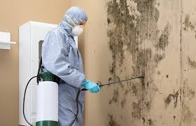 Professional Mold Prevention & Removal  in Thermalito, CA